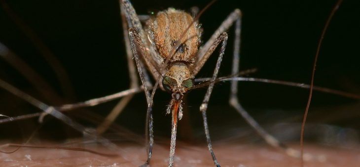 Les différents moyens de lutte contre les moustiques